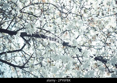 Gros plan fleurs blanches fleuries de cerisier concept photo Banque D'Images