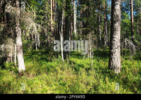 Le biome de la taïga est dominé par les forêts de conifères. Picea epicea, genre d'arbres à feuilles persistantes conifères de la famille des Pinaceae. Russie, Carélie, Orzega. Forêt dense. Bol terrible. Forêt sauvage déserte. Banque D'Images