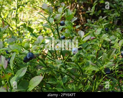 Le Vaccinium myrtillus, un arbuste à faible croissance, une espèce du genre Vaccinium de la famille des Heatheraceae. Forêt de baies de pourpre bleu sauvage et de feuilles vertes. Cueillette de baies. Banque D'Images