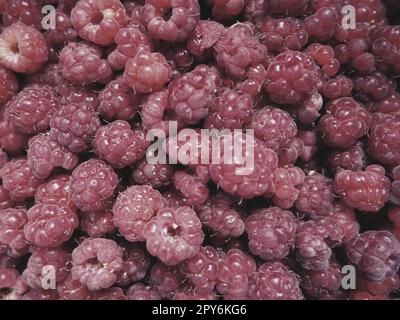 Fond framboise. Grandes baies rouges, fraîches et de première classe de framboises de jardin. Beaucoup de framboises. Framboise commune Rubus idaeus - semi-arbuste, espèce du genre Rubus de la famille des Rosaceae Banque D'Images