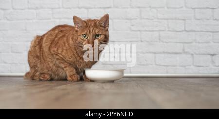 Joli chat rouge à côté d'un bol alimentaire en attente de nourriture. Banque D'Images