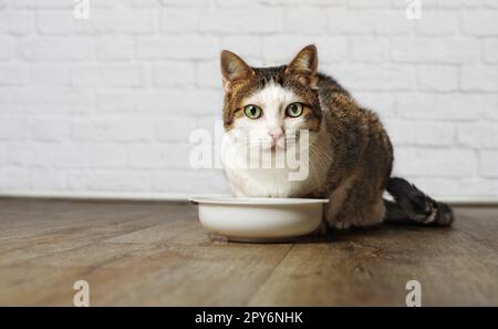 Joli chat tabby à côté d'un bol à manger regardant l'appareil photo et attendant la nourriture. Banque D'Images