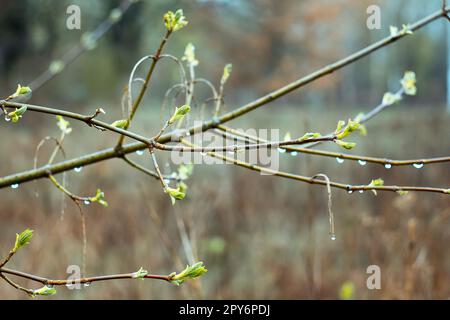 Gros plan gouttes de pluie sur branches de bouleau photo concept Banque D'Images