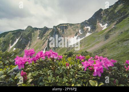 Gros plan rhododendron azalea fleurs buisson dans la vallée concept photo Banque D'Images