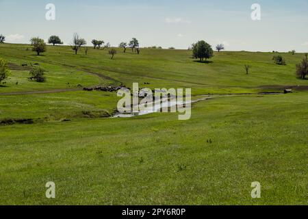 Moutons dans vert prairie paysage photo Banque D'Images