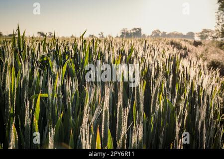 Gros plan sur la photo de concept des cônes éclairés Banque D'Images