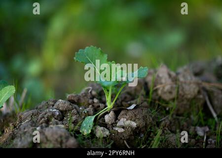 De jeunes plants de moutarde poussent dans le champ. Banque D'Images