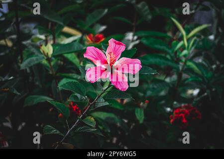 hibiscus rose, China rose, hibiscus hawaïen, rose de la maloque et, sélectif foyer, arrière-plan flou, fleur dans le jardin Banque D'Images