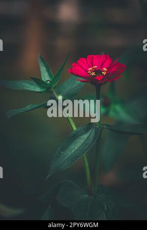 Red Common zinnia, élégante fleur de zinnia dans le jardin avec fond sombre Banque D'Images