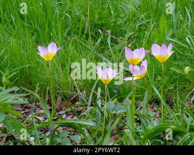 Diminutive Tulipa Saxatilis (Groupe Bakeri) merveille lilas, floraison au soleil sopring. Gros plan naturel Banque D'Images