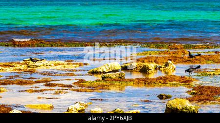 Pierres rochers coraux algues turquoise eaux colorées sur la plage Mexique. Banque D'Images