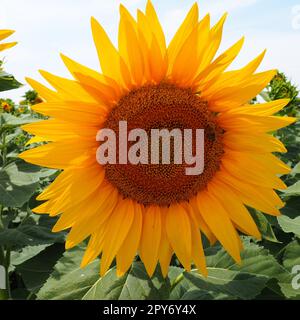 Le tournesol Helianthus est un genre de plantes de la famille des Asteraceae. Tournesol annuel et tournesol tubéreuse. Champ agricole. Bourgeons fleuris aux pétales jaunes. La fourrure laisse une grande fleur. Banque D'Images