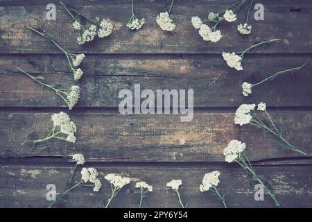 Les fleurs sauvages blanches sont disposées en cercle sur un fond de table en bois. Inflorescences de Yarrow. Cartes horizontales. Romantique Provence style rustique Banque D'Images