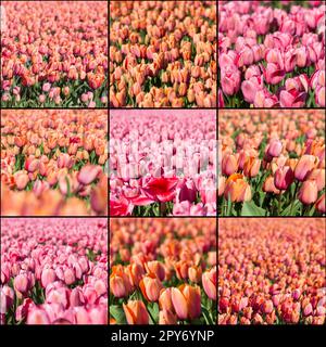 Collage avec des tulipes Banque D'Images