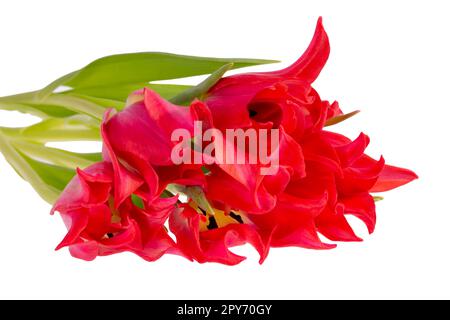 Bouqet de tulipe rouge fleur de printemps isolé sur fond blanc, gros plan Banque D'Images