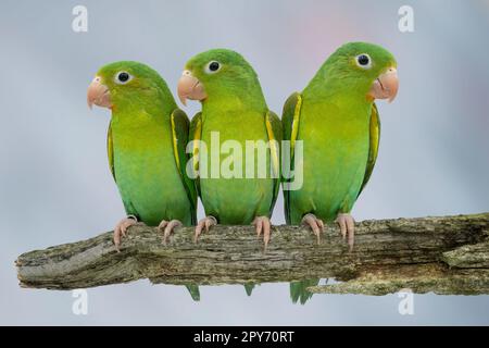 parakeet chiné orange Banque D'Images