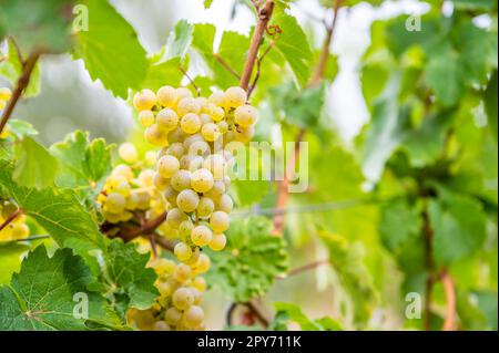 Gros plan les raisins de vin jaune vif pendent sur une plante de vigne dans un pays viticole pendant l'automne, feuilles vertes autour des raisins Banque D'Images