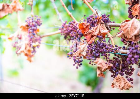 Petits pains de raisins violets, trop de soleil et de chaleur, mauvais temps, accroché à une plante de vigne, mauvaise récolte, vignoble Banque D'Images