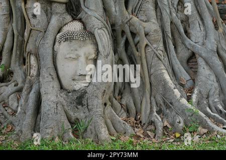 Gros plan de la tête de Bouddha dans les racines d'arbre à Ayutthaya Banque D'Images