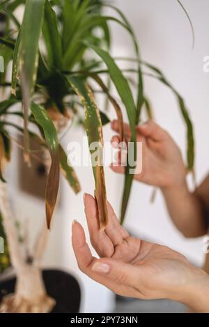 Gros plan des mains de jardinier féminin touchant les feuilles sèches de palmier à queue de cheval Banque D'Images