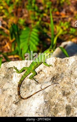 Lézard vert des Caraïbes sur la pierre de roche Playa del Carmen Mexique. Banque D'Images