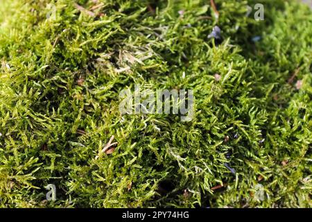 Vue détaillée en gros plan sur différentes textures de mousse sur un sol forestier Banque D'Images