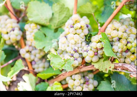 Gros plan des grappes de raisins de couleur jaune vert pendent sur une vigne en septembre avant la récolte, jour ensoleillé Banque D'Images