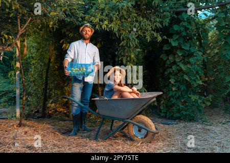 Jardinage biologique familial. Beau jardinier caucasien barbu en chapeau de paille tient une boîte avec la récolte. Petite fille mignonne assise dans un chariot et souriante. T Banque D'Images