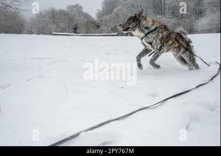 Le chien Akita inu à fourrure grise traverse la neige en hiver Banque D'Images