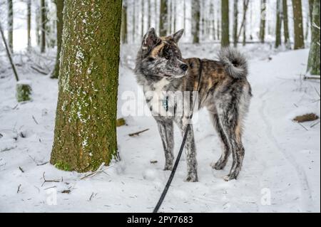 Magnifique chien Akita Inu avec fourrure grise dans la neige Banque D'Images