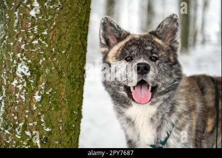 Gros plan magnifique chien Akita Inu avec fourrure grise dans la neige Banque D'Images