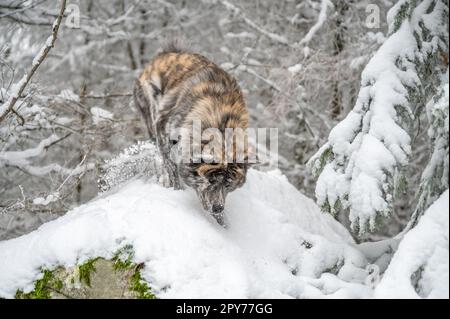 Akita inu chien avec la fourrure d'orange gris escalade sur un rocher dans la forêt pendant l'hiver avec beaucoup de neige, regardant vers le bas Banque D'Images