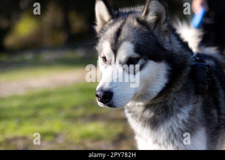 Portrait de Husky de Sibérie, visage rapproché avec un pelage blanc et gris et des yeux bruns, arrière-plan vert flou Banque D'Images