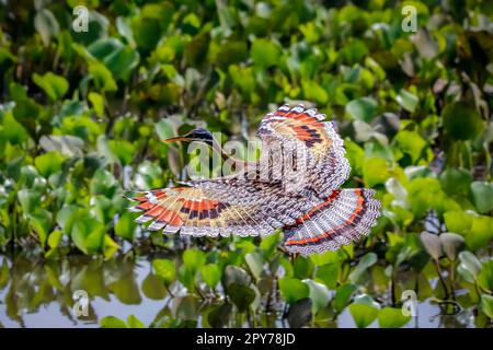 Vue en grand angle de la belle Sunbittern en vol sur fond vert avec de magnifiques ailes à motifs, Pantanal Wetlands, Mato Grosso, Braz Banque D'Images