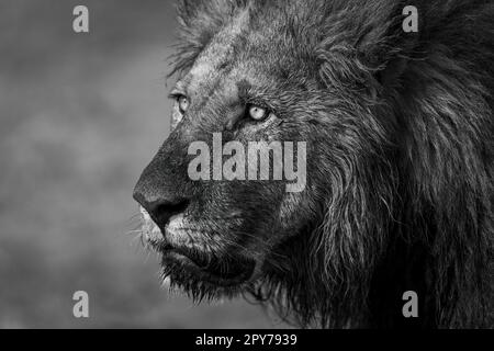 Gros plan d'un lion mâle qui a l'air sale Banque D'Images