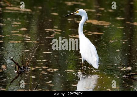 Elégant Grand Egret debout en eau peu profonde, Pantanal Wetlands, Mato Grosso, Brésil Banque D'Images