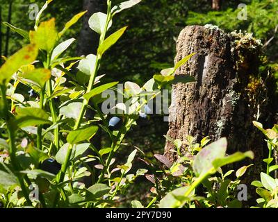 Le Vaccinium myrtillus, un arbuste à faible croissance, une espèce du genre Vaccinium de la famille des Heatheraceae. Forêt de baies de pourpre bleu sauvage et de feuilles vertes. Cueillette de baies. Banque D'Images