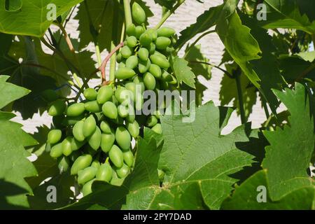 Les jeunes raisins verts pendent sur les branches de la vigne. Les raisins non mûrs comme culture future. Maladies des plantes. Feuilles de raisin vert. Serbie, Voïvodine, Sremska Mitrovica. Vinification en Serbie Banque D'Images