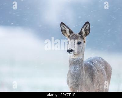 Chevreuil sauvage dans la neige. Capreolus capreolus. Banque D'Images