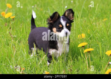 chihuahua de 12 semaines dans l'herbe Banque D'Images