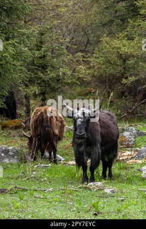 Un troupeau de bétail de longhorn se tient paisiblement dans un cadre pittoresque avec de l'herbe verte luxuriante et des arbres Banque D'Images