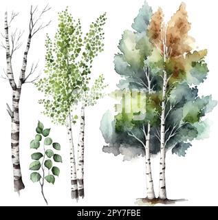 Aquarelle bouleau arbres Russie arbre Elément de conception pour fonds d'écran, site web arrière-plan Illustration vectorielle. Illustration de Vecteur