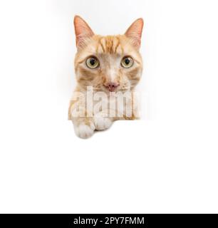Portrait gingembre orange chat regardant l'appareil photo. Isolé sur fond blanc Banque D'Images