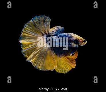 Demi-lune jaune et bleu poisson de Betta splendens (poisson de combat siamois) sur fond noir. Banque D'Images