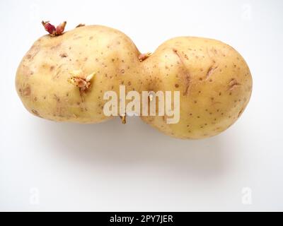 Pommes de terre moches sur fond blanc. Légumes normaux, zéro déchet. Cratie de forme irrégulière. Influence des dioxines, des radiations, des pesticides et des facteurs mutagènes sur le développement des plantes. Banque D'Images