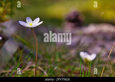 Fleur de cire blanche sur fond naturel Banque D'Images