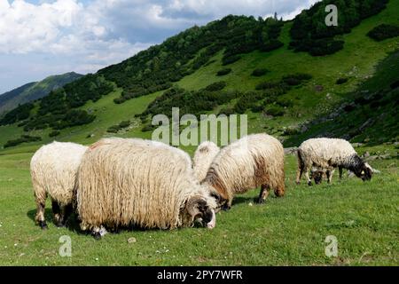 Moutons sur un terrain vert luxuriant. Mode de vie rural et élevage. Groupe de moutons domestiques sur la prairie mangeant de l'herbe. Les moutons broutent les pâturages. Banque D'Images