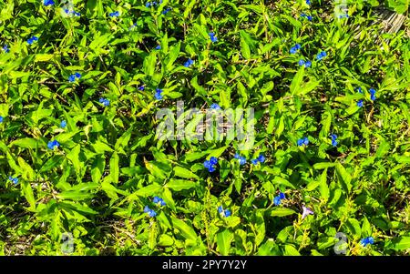 Petites fleurs bleues sur pelouse verte tropicale à Tulum au Mexique. Banque D'Images
