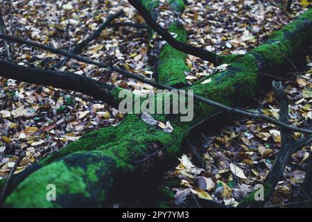 Arbre en mousse dans la forêt Banque D'Images