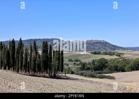 Groupe de cyprès dans un champ, près de San Quirico, Toscane Banque D'Images